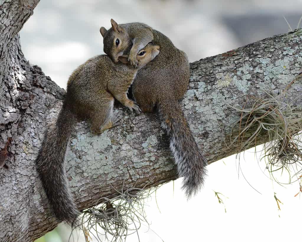 Squirrel couple during mating season