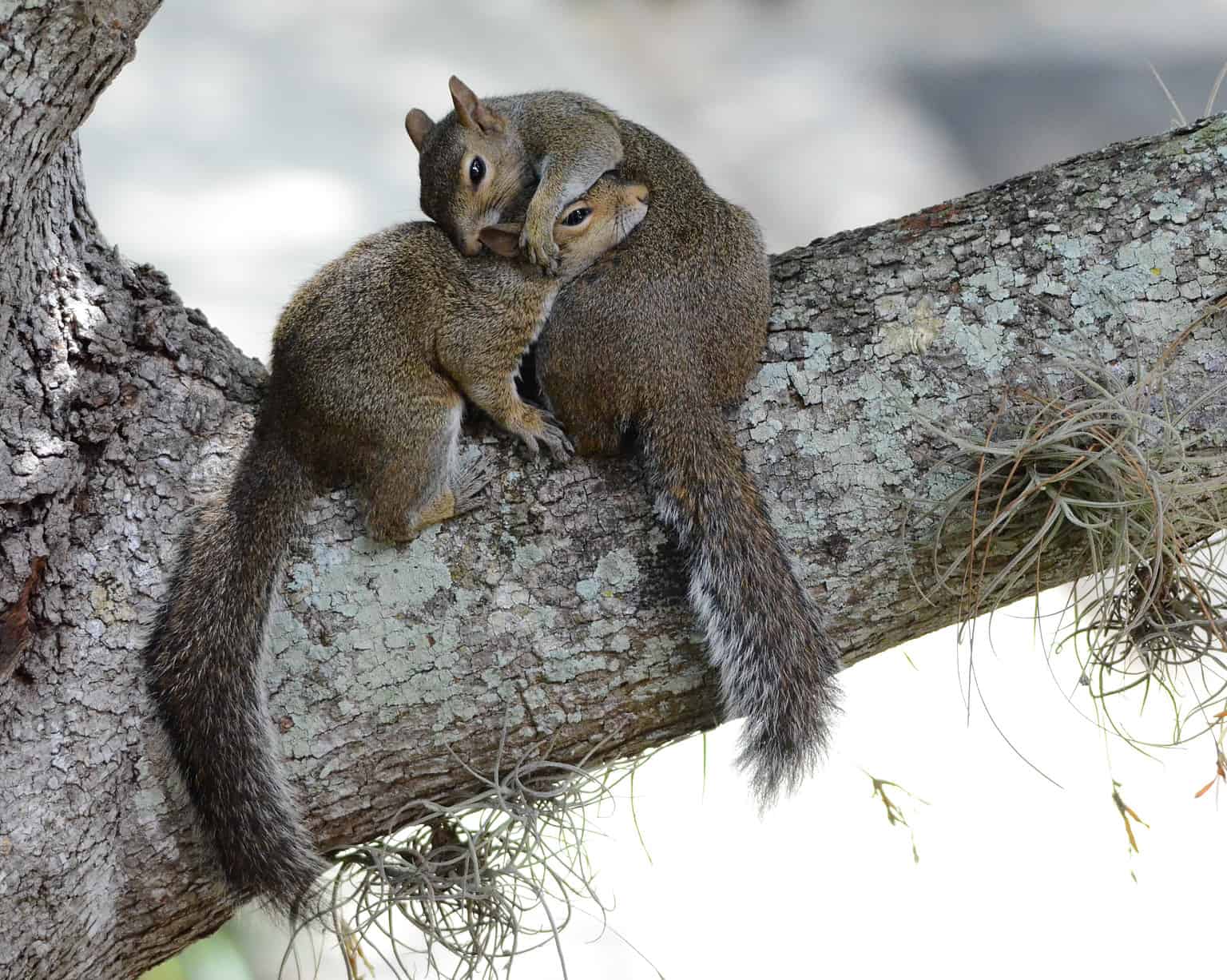 What Is a Group of Squirrels Called? AZ Animals