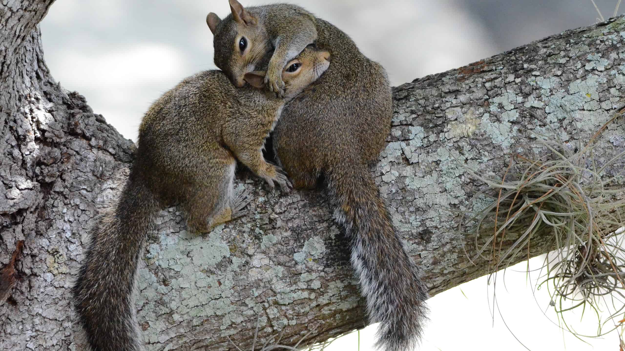 Squirrel couple during mating season
