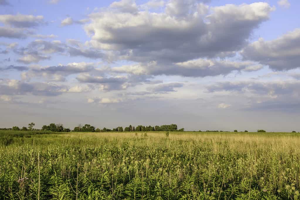 Prairie restoration area before sunset on a summer evening, northern Illinois, USA, for themes of nature, conservation and the environment