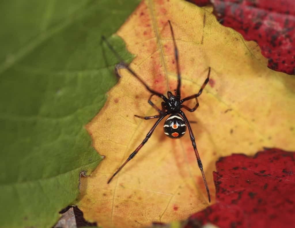 Eight Fun Facts About Black Widows, Science