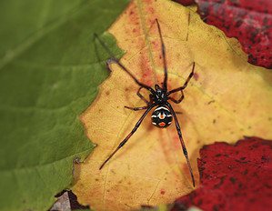 Discover 8 Black Spiders Crawling Across Oklahoma Picture