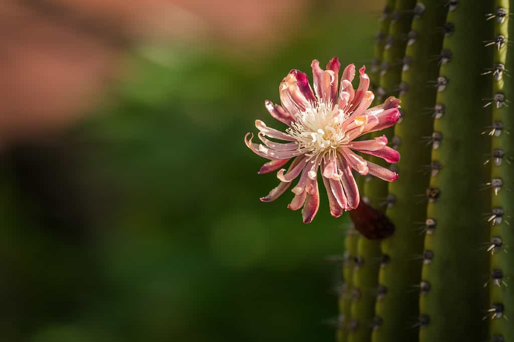 Pink and red flower on green cactus