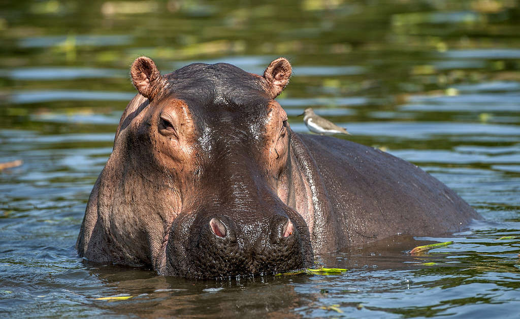 A hippo submerged in water, with only its eyes and nostrils visible