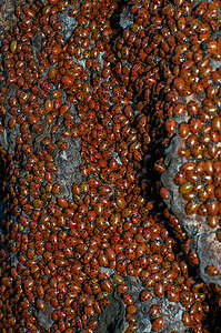 7 Tips For Dealing With a Ladybug Infestation This Winter Picture