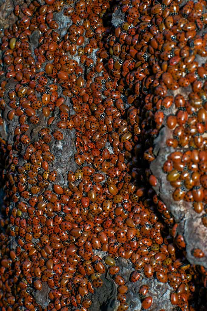 Ladybugs gather in massive swarms during the winter in California, USA