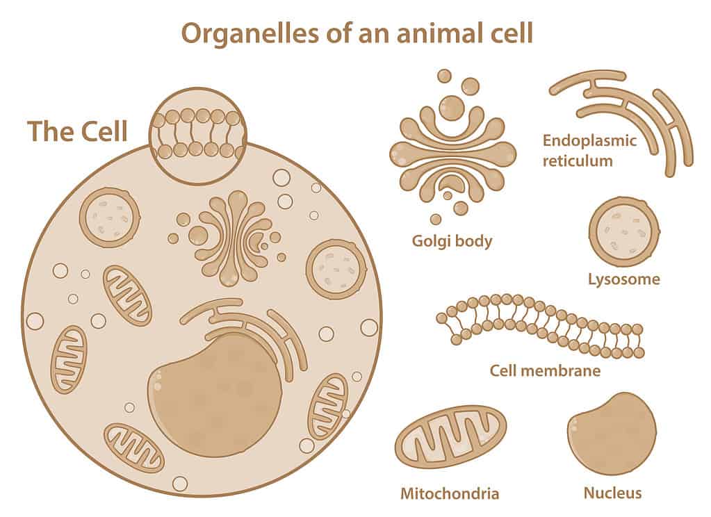 Golgi apparatus and other cell organelles