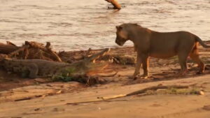 Watch the ‘King of the Jungle’ Deliver a Dominant Blow to a Snarling Crocodile’s Face Picture
