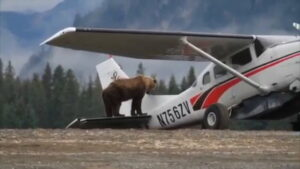 Unbelievable Video Captures a Grizzly Bear Climbing Atop a Plane Picture