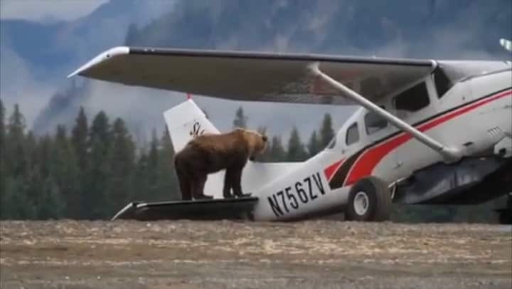 Grizzly on a plane