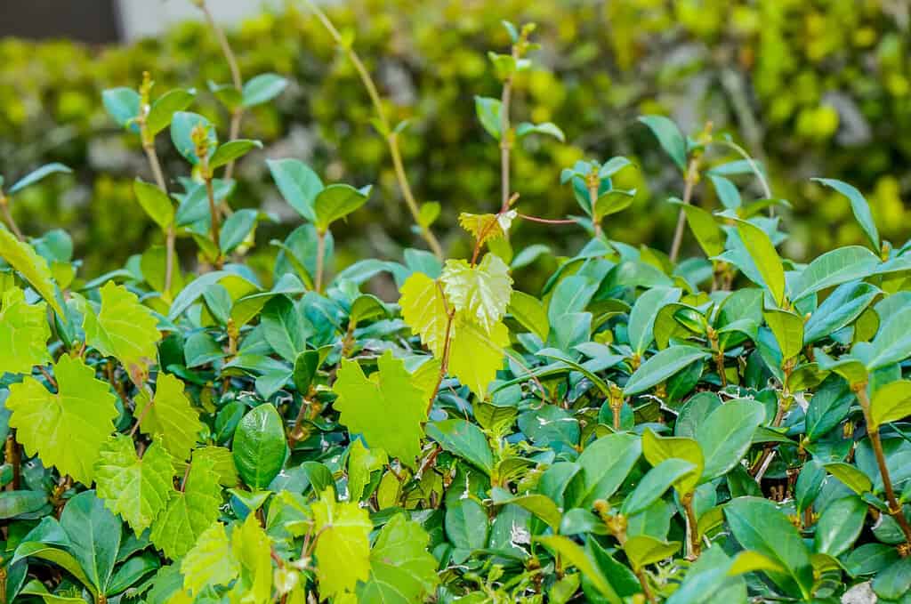 heart shaped vine in focus