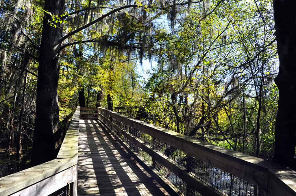 Rustic, wooden boardwalk twists through a tunnel of trees and branches along the Black Bayou Lake in the Black Bayou Lake National Wildlife Refuge in Monroe, Louisiana.