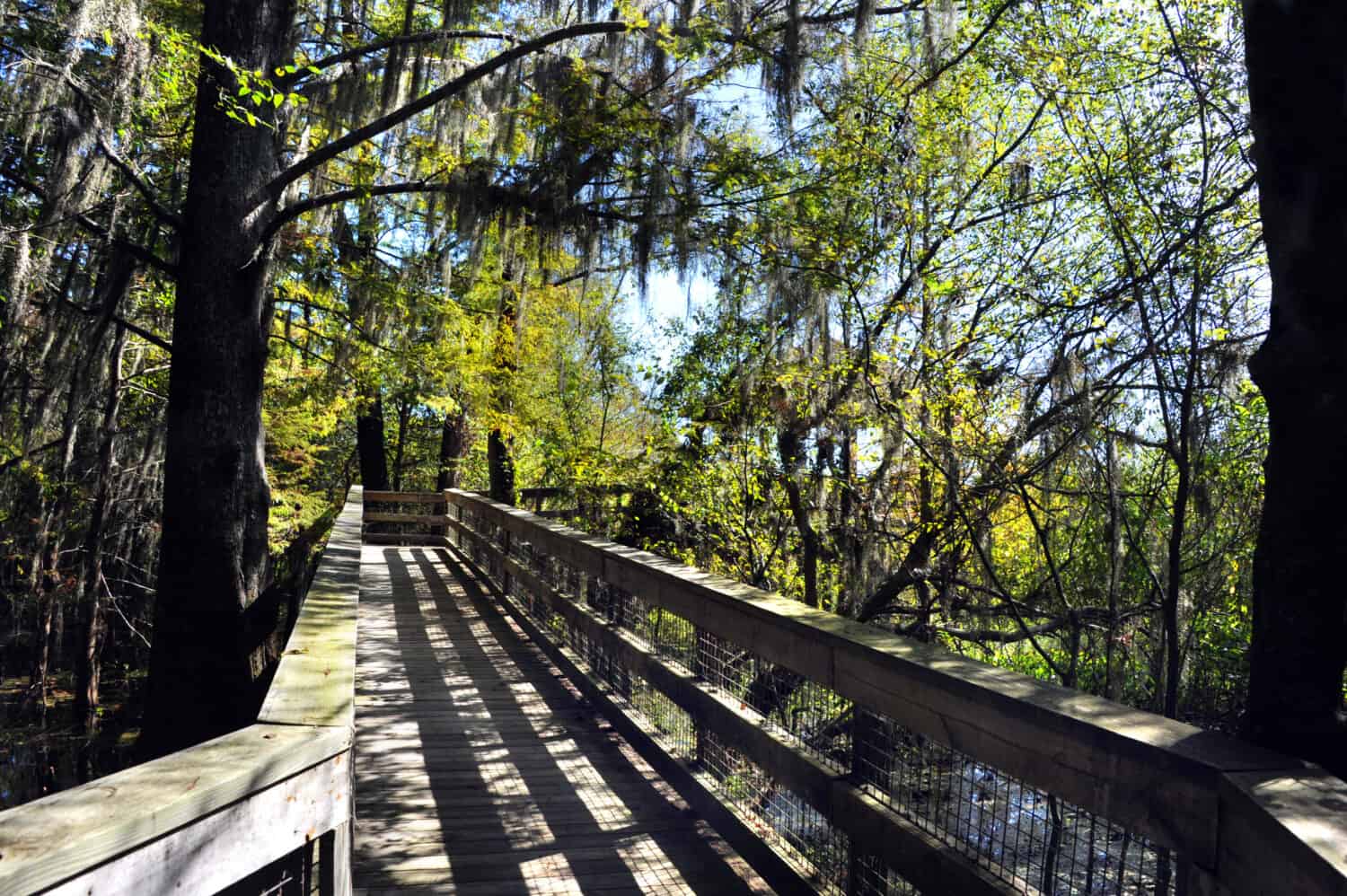 Rustic, wooden boardwalk twists through a tunnel of trees and branches along the Black Bayou Lake in the Black Bayou Lake National Wildlife Refuge in Monroe, Louisiana.