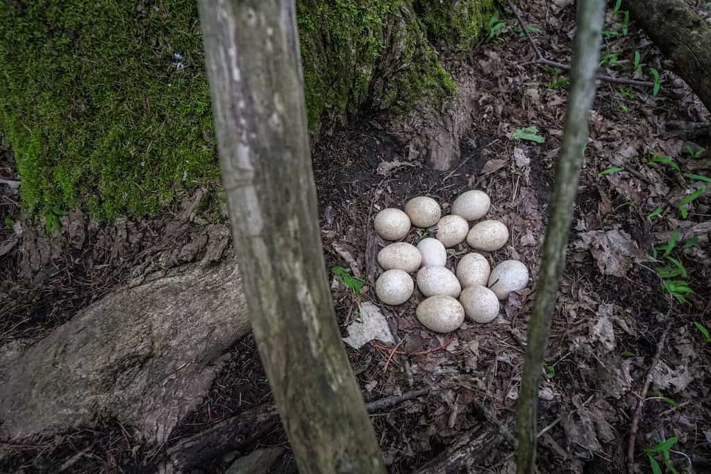 A wild Turkey's nest of 13 eggs at the base of a mossy tree.