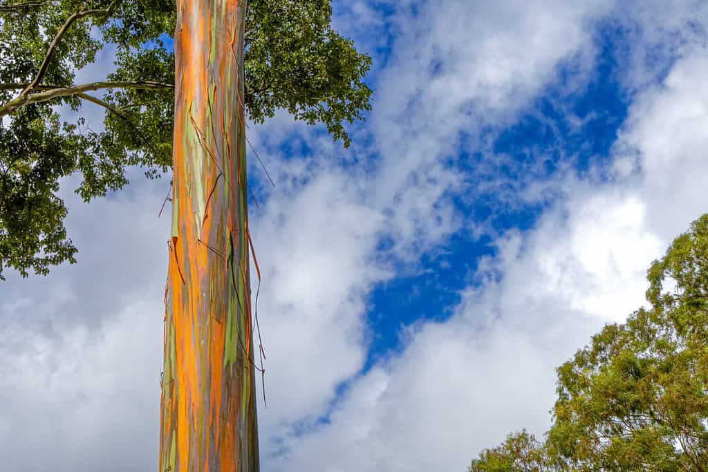 Hawaii Rainbow Eucalyptus Tree