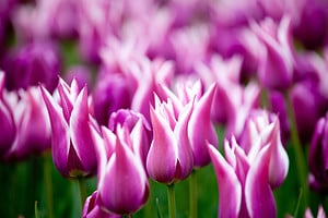 Tulips In Minnesota to Plant for a Beautiful Spring Picture