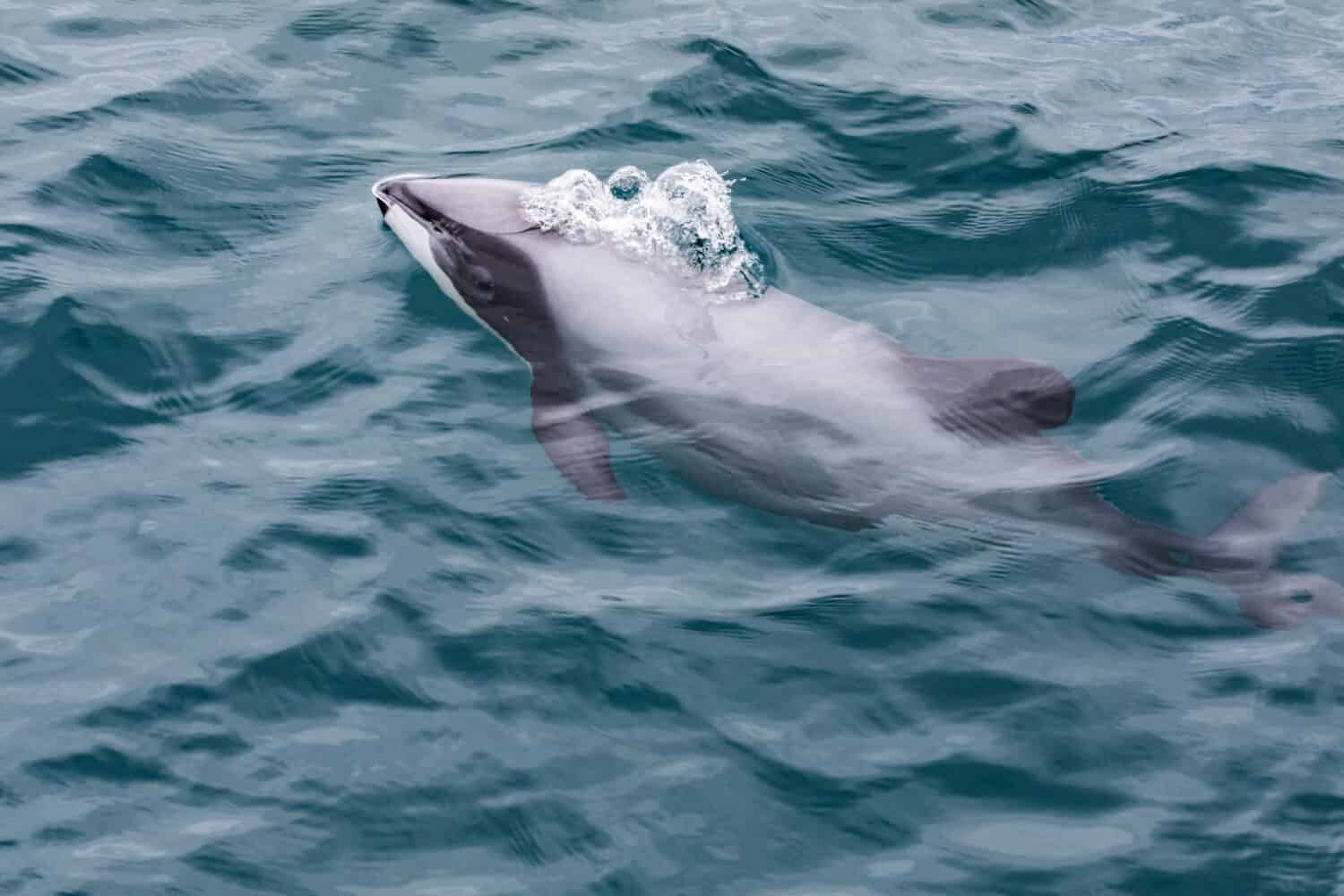 Hector's Dolphin (Cephalorhynchus hectori), the world's smallest and rarest marine dolphin, Akaroa Harbour, New Zealand