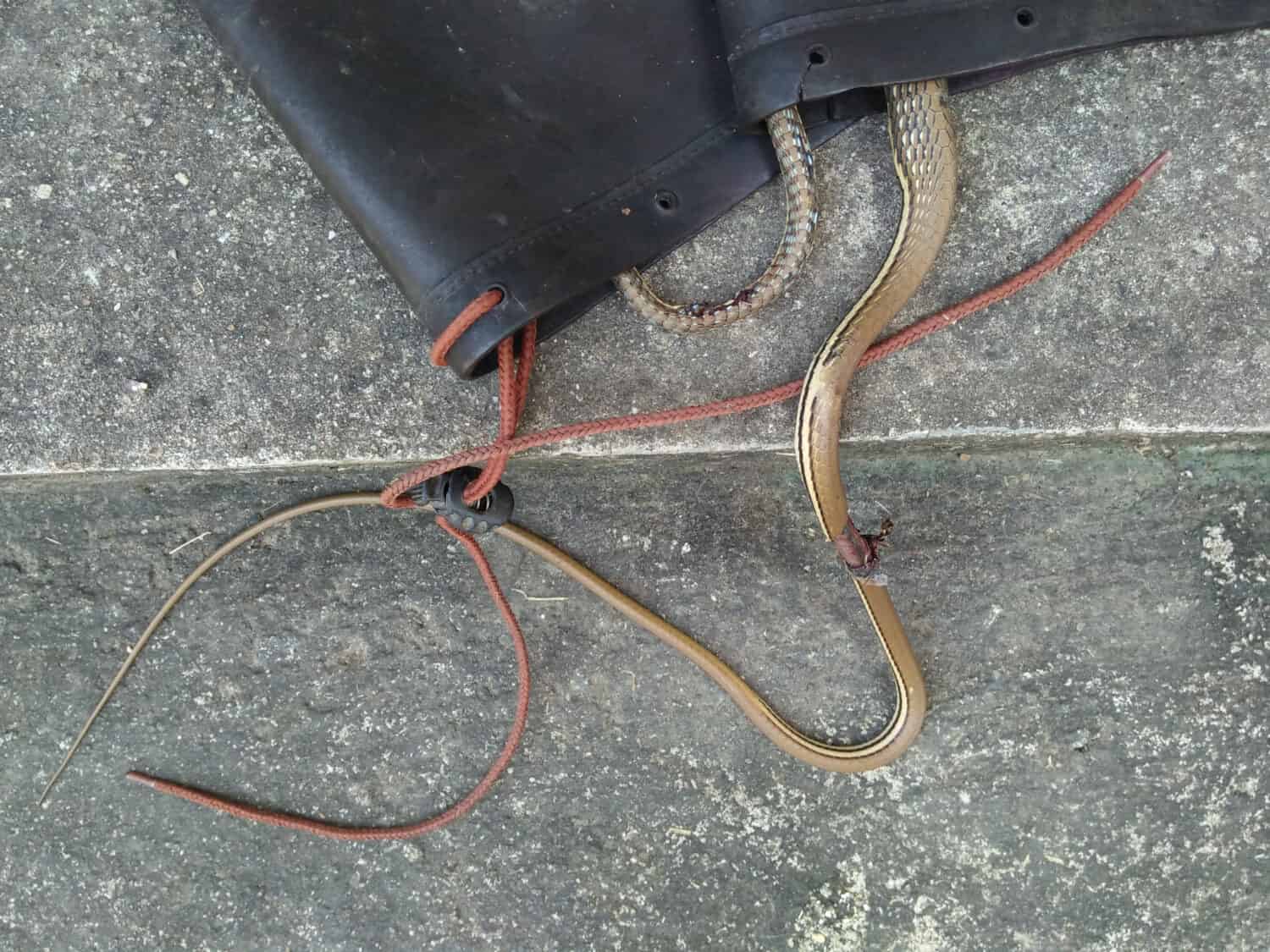 Snake hides in the shoes.