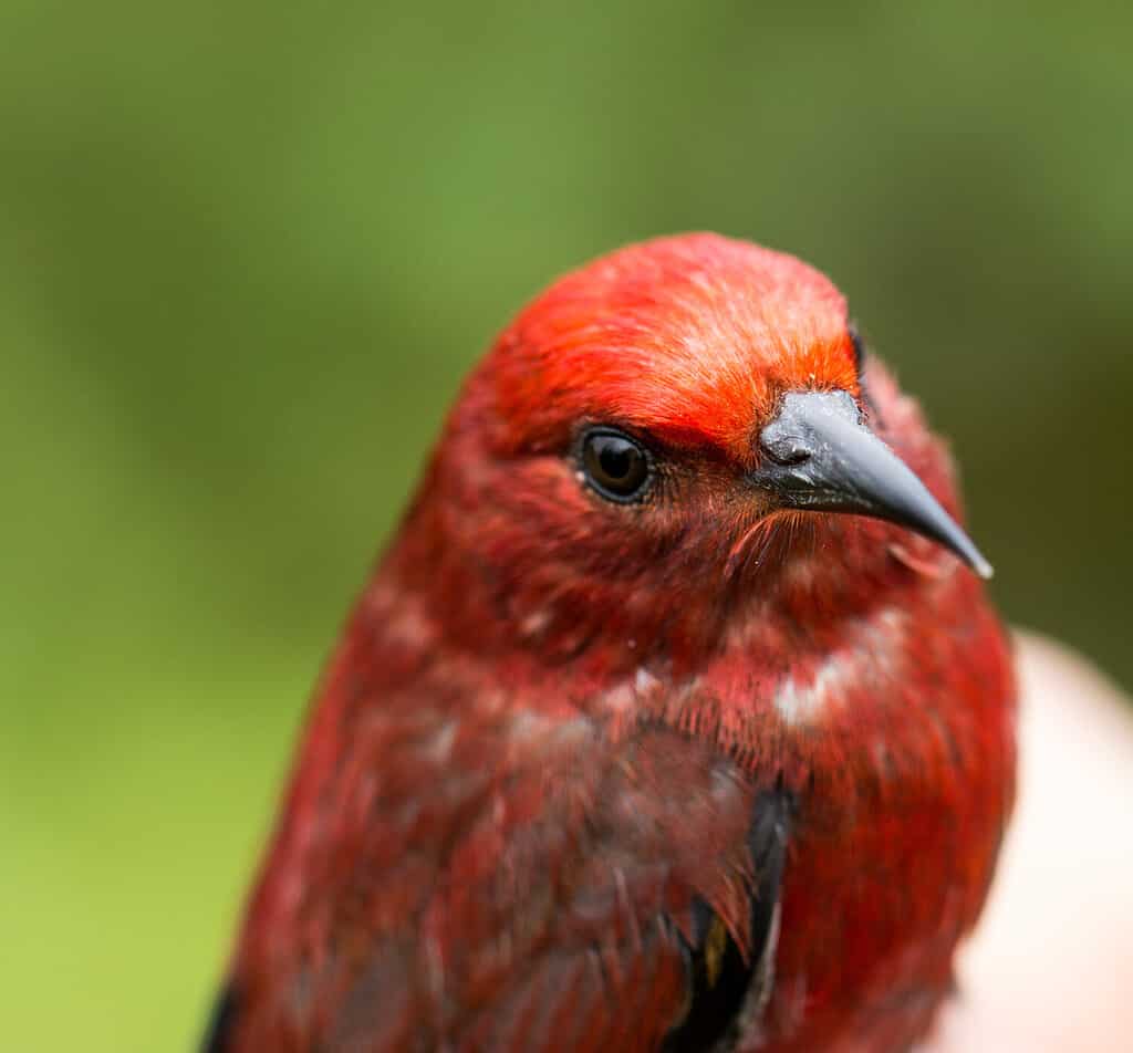 Rare shot of the critically endangered Apapane Hawaiian Honeycreeper on Oahu, Hawaii