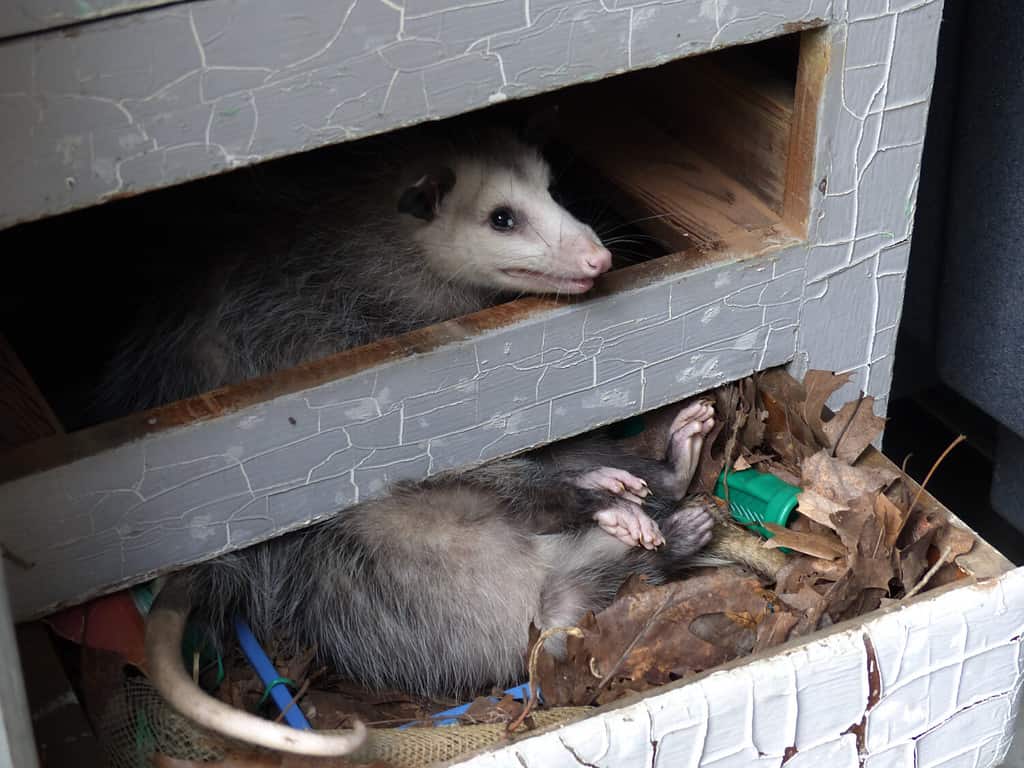 Pest opossum nesting in bureau drawer