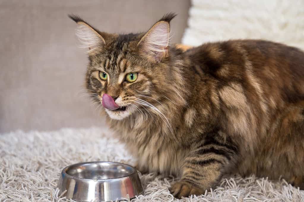 Maine coon cat delicious eats from metal bowl
