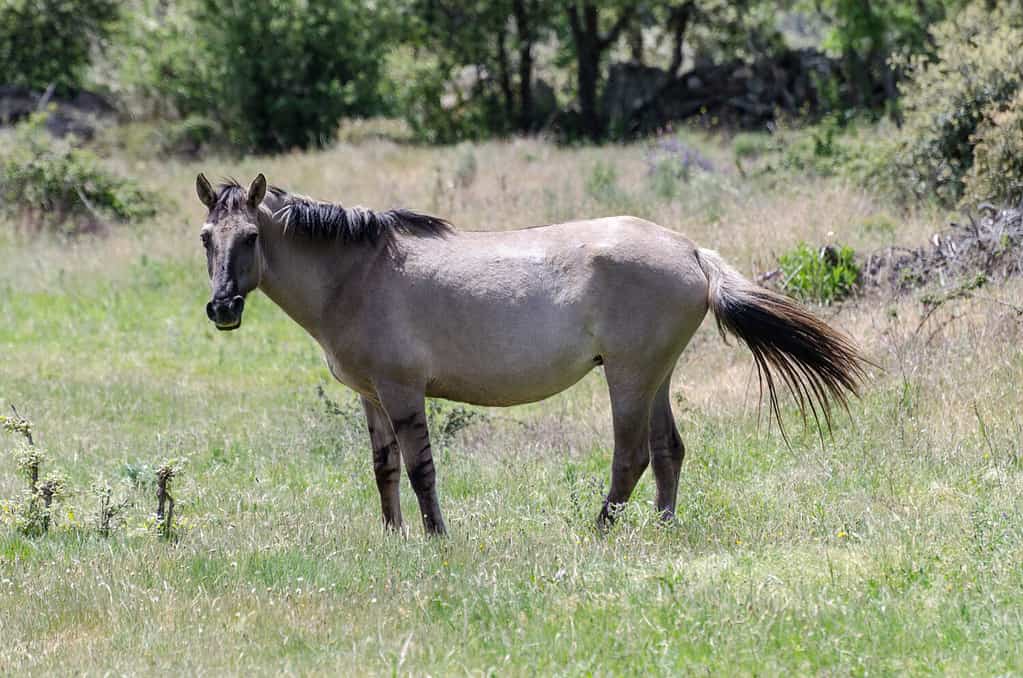 Free living Sorraia horse in Faia Brava nature reserve, Western Iberia rewilding area, Portugal