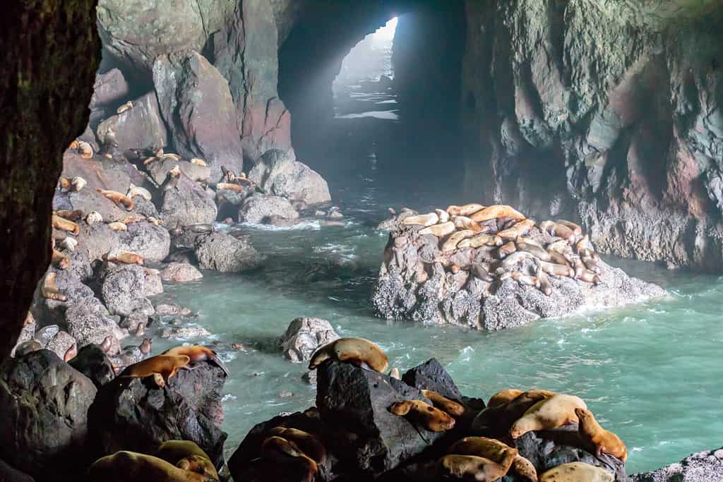 Sea Lions on the Oregon Coast