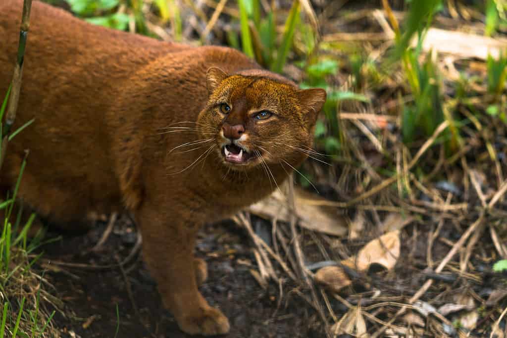 Jaguarundi (Puma yagouaroundi), or eyra is a small wild cat native to southern North America and South America.