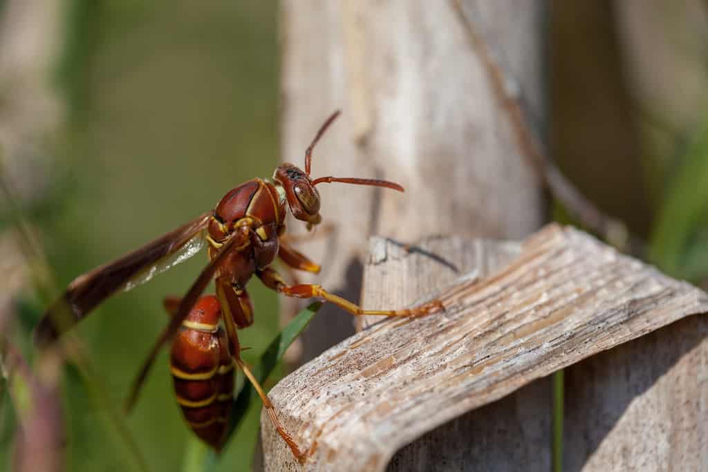 Macro side vide of paper wasp on brown leaf