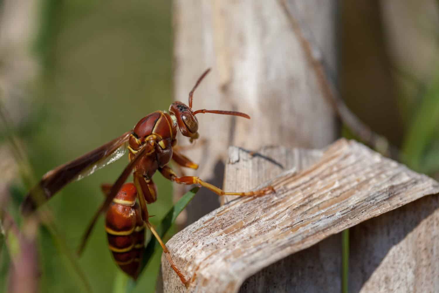 Paper wasp stings are low on the pain scale but can be fatal