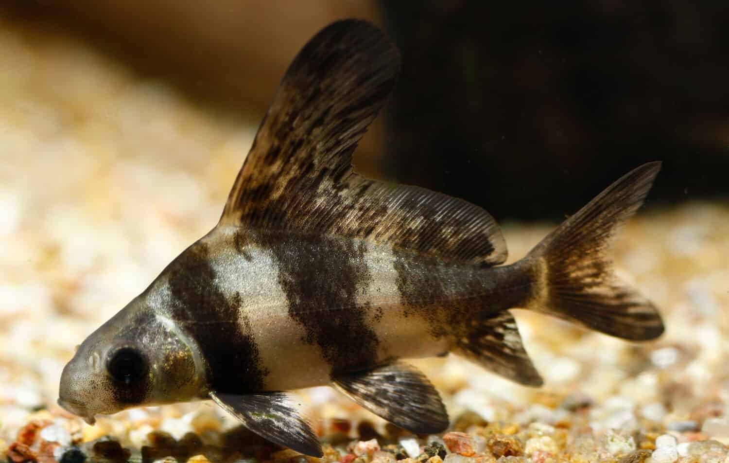 Chinese Hifin Loach or  Chinese high-fin banded shark (Myxocyprinus asiaticus)
