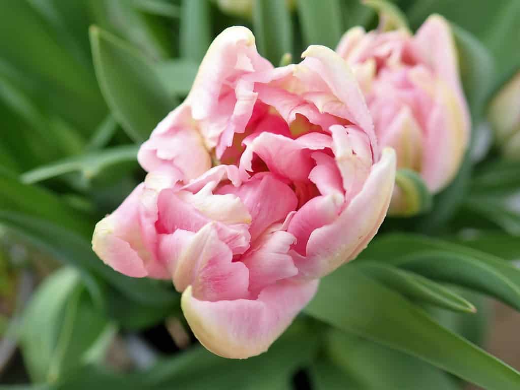 Close-up of Tulip Peach Blossom flower