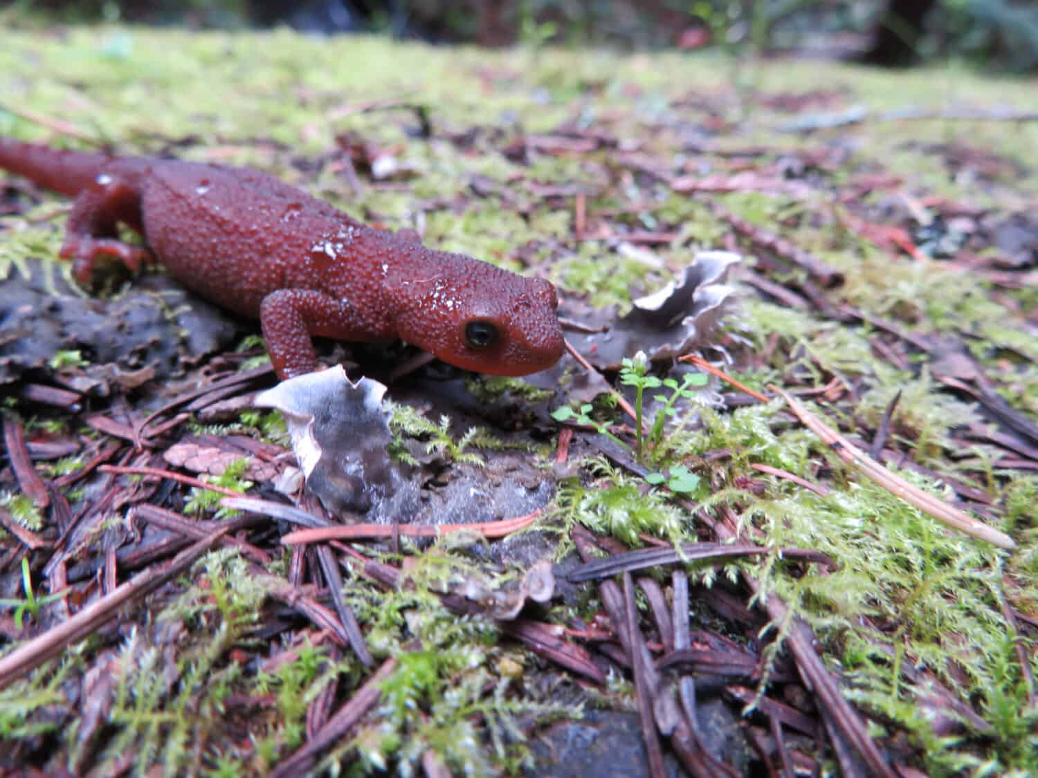 Rough skinned newt