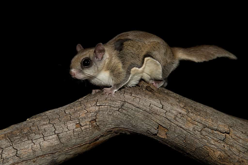 A photo of a  southern flying squirrel at night. 