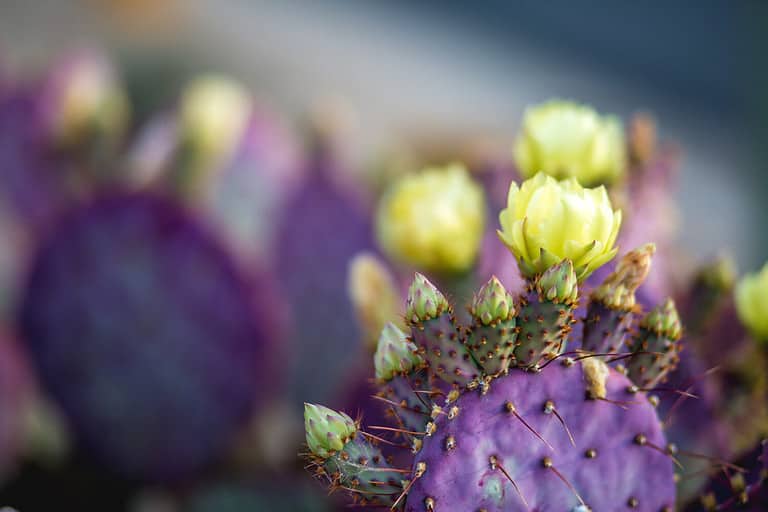 Close up Santa Rita prickly pear, splash of purple Blooming in Spring desert, Arizona