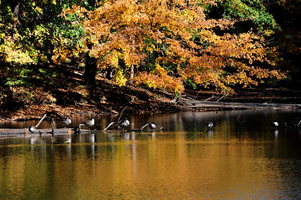 Log, on Poplar Tree Lake, serves as resting place for a flock of Canadian Geese in Meeman Shelby Forest State Park outside of Memphis, Tennessee. Lake reflects yellow and golden leaves of Autumn.