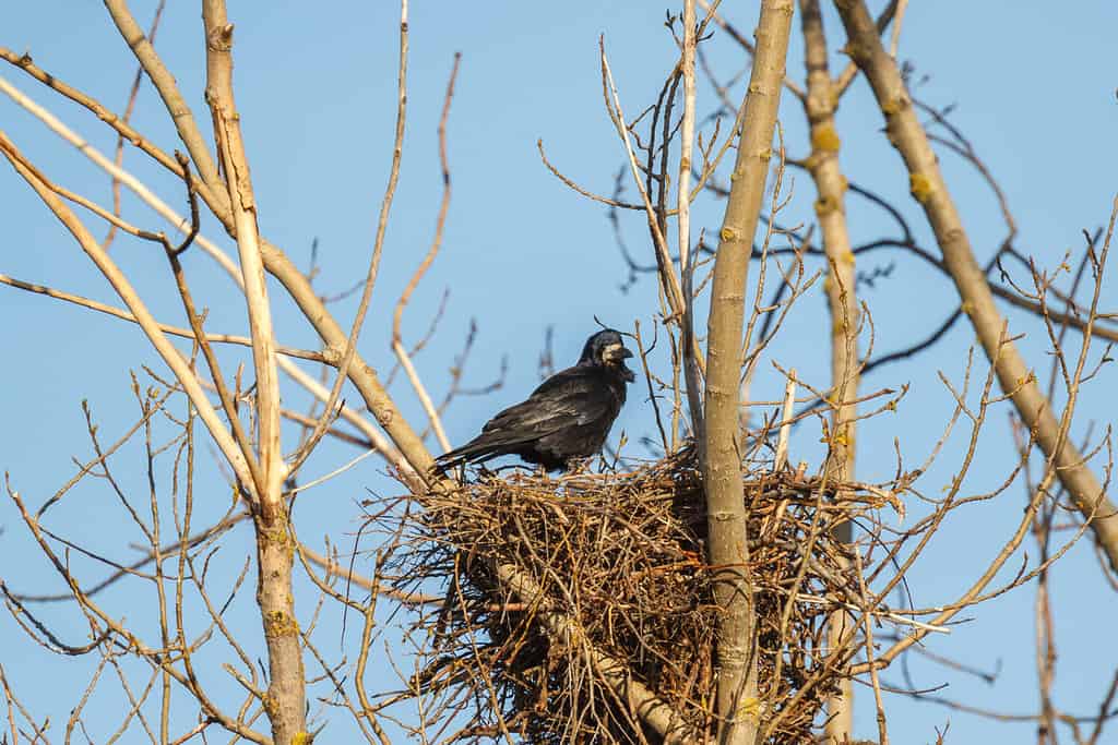 Rook in the nest. Corvus frugilegus.