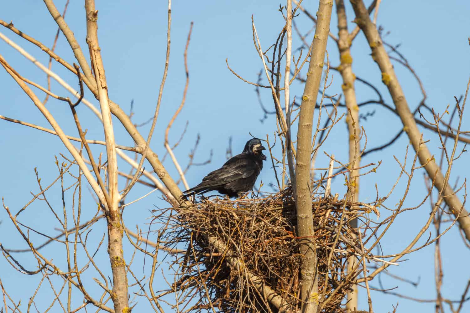 Rook in the nest. Corvus frugilegus.