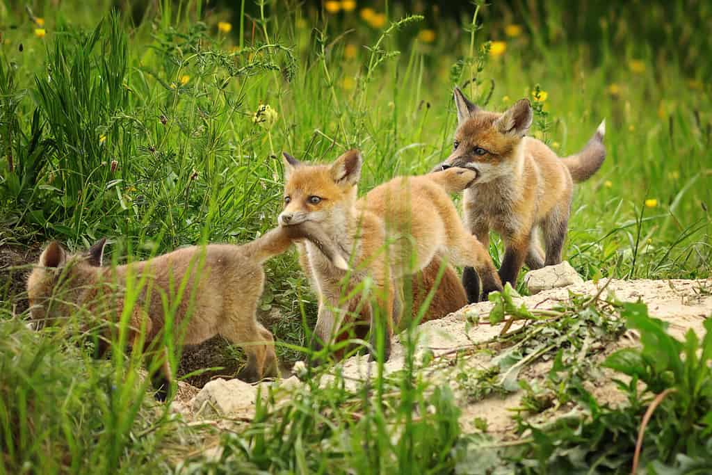playful red fox cubs ( Vulpes ); young animals near the den, playing while vixen is out to hunt