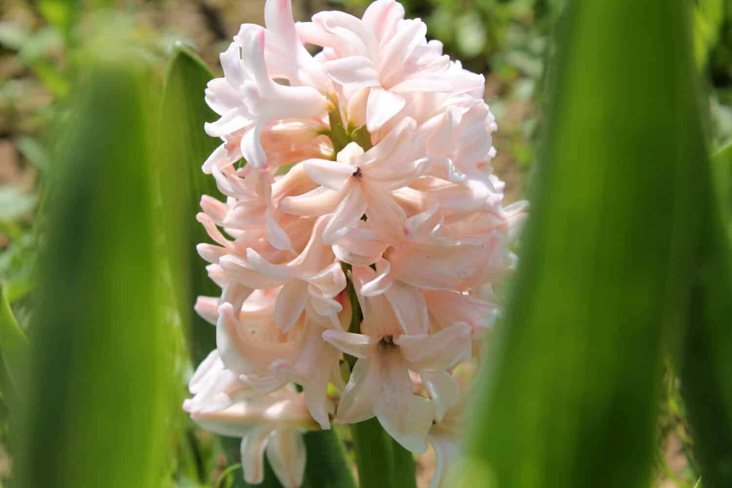 Pink flower of Hyacinth. Cultivar China Pink
