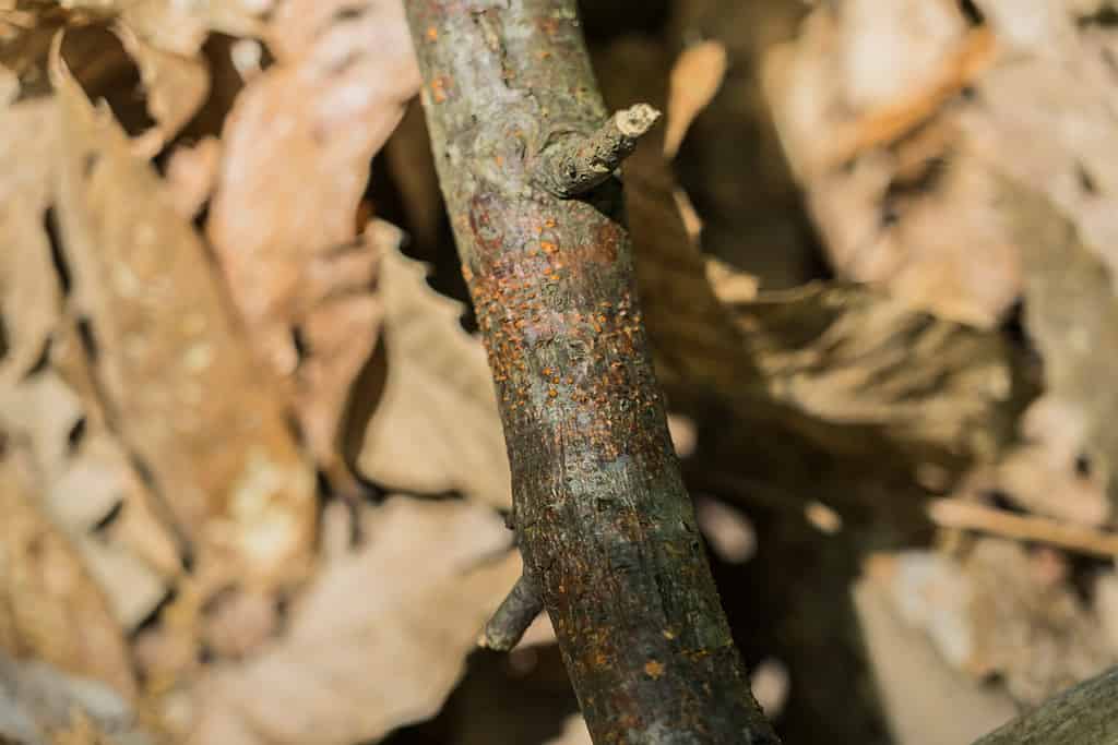 Cryphonectria parasitica, chestnut blight