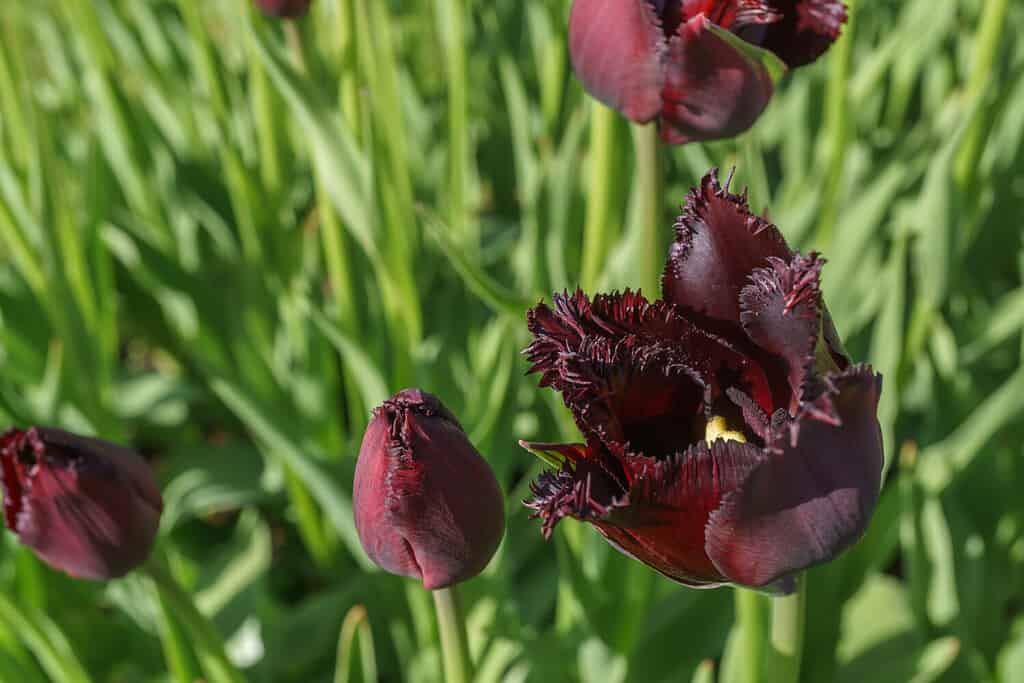 Dark red burgundy tulip. Flower variety Wincent van Gogh. Photographed in a flower garden in natural light. Selective focus. Close distance