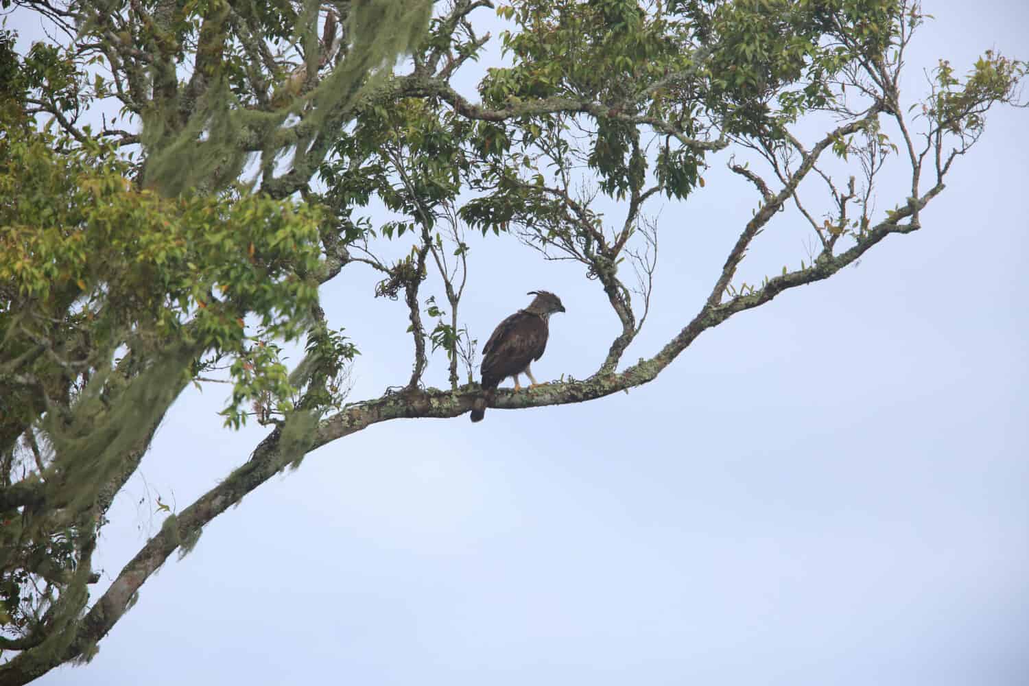 South Philippine Hawk-eagle (Nisaetus pinskeri) in Mt.Kitanglad,Mindanao,Philippines