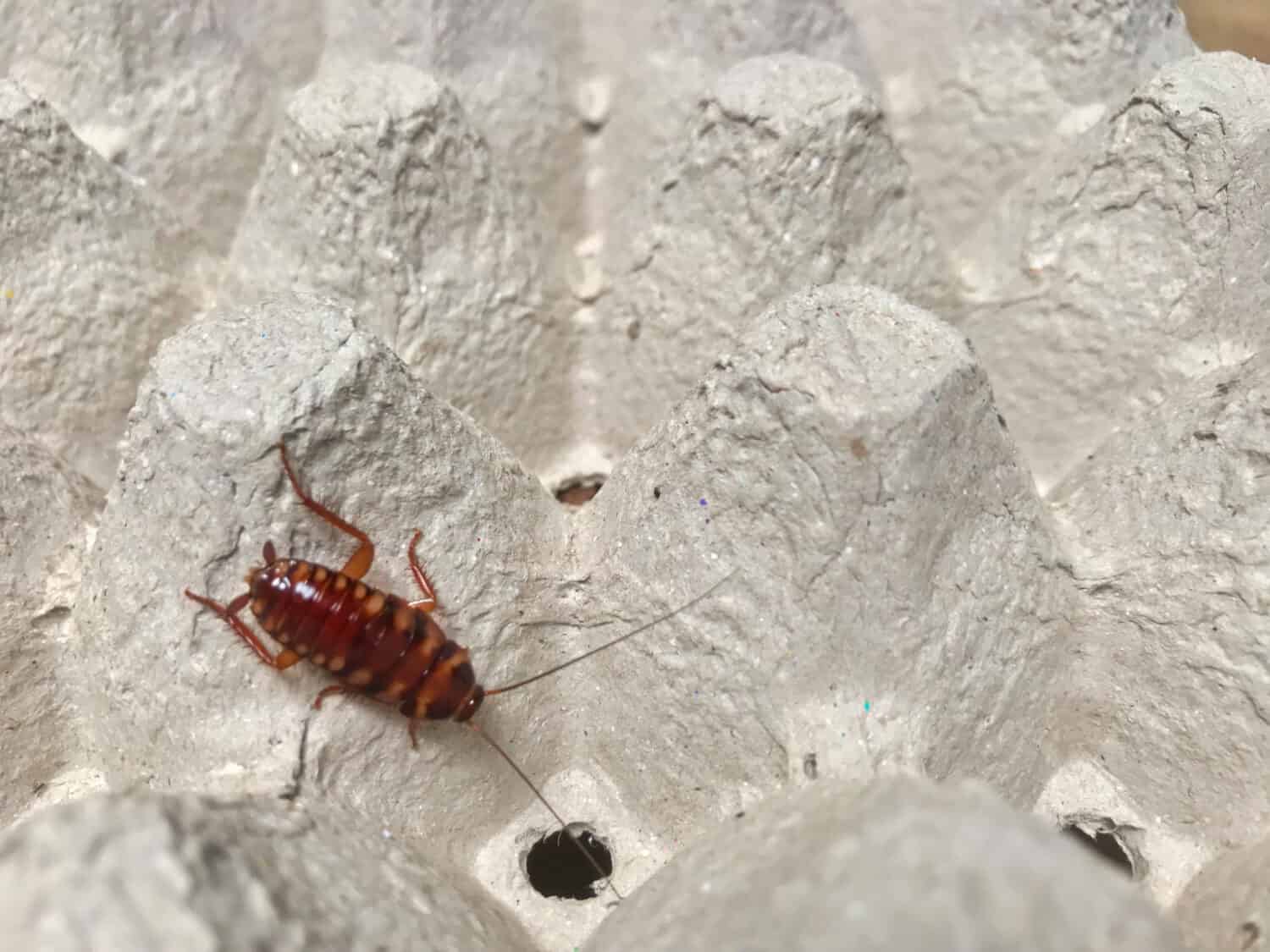 Brown banded cockroach find food on egg panel paper. An insect are dirty and has a disease.