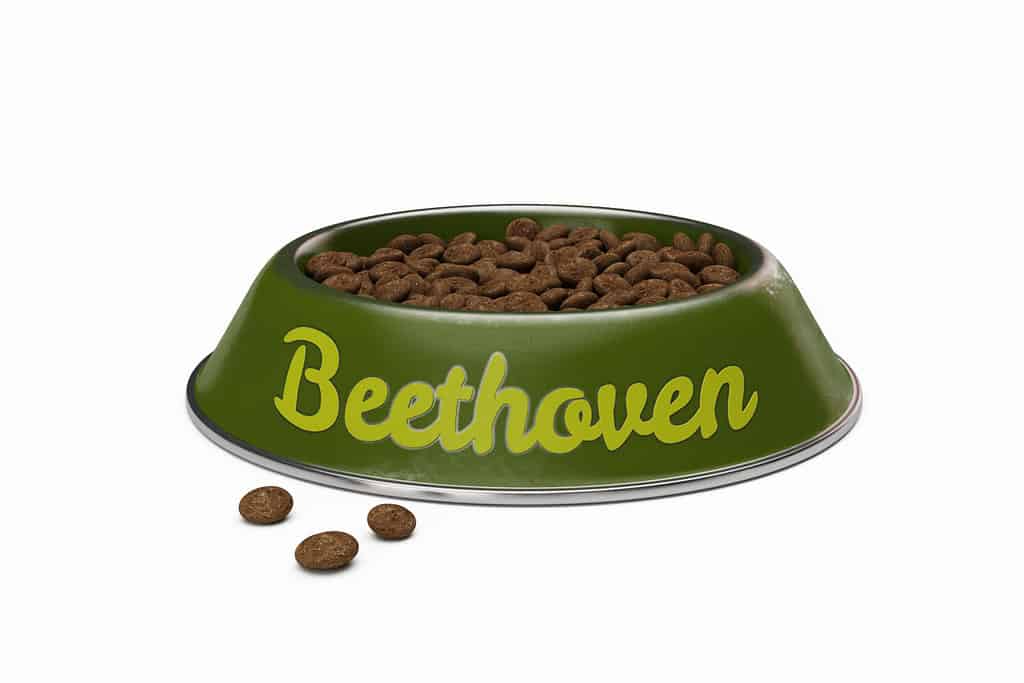 green doggy bowl with name BEETHOVEN of dog isolated on white