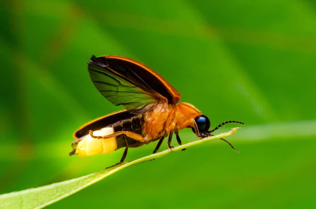 Super macro close up firefly