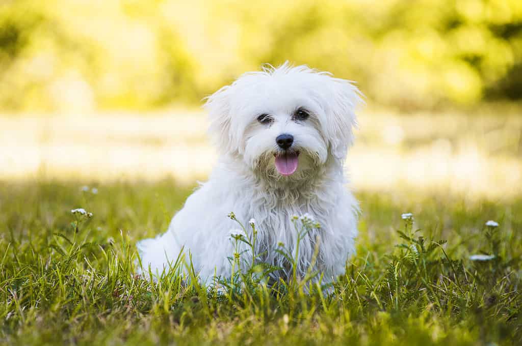 A Maltese dog with its tongue waging out. 