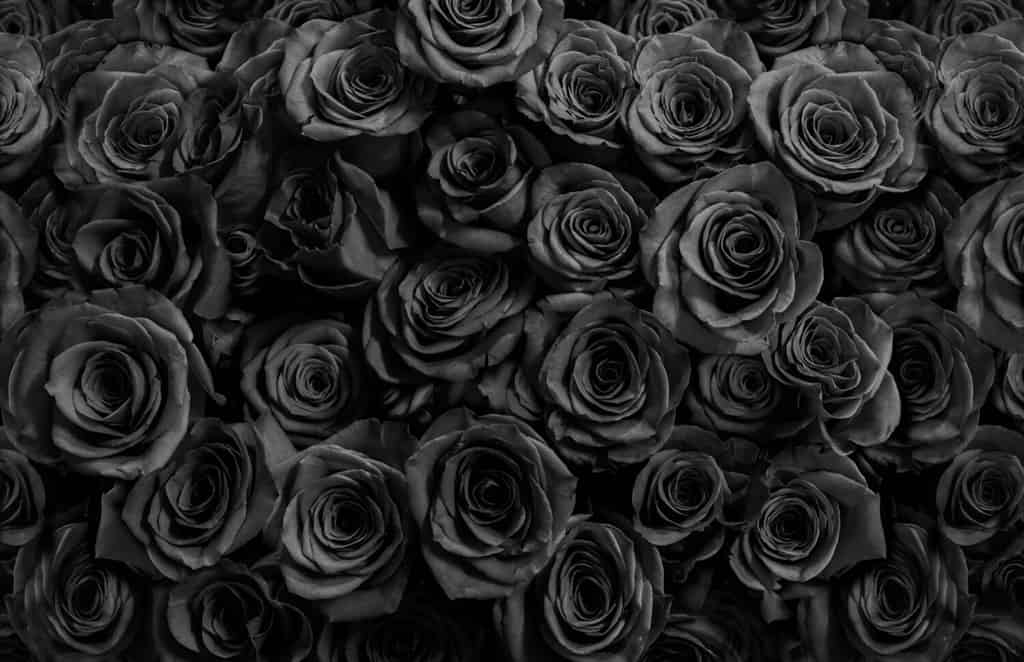 black roses isolated on a black background.