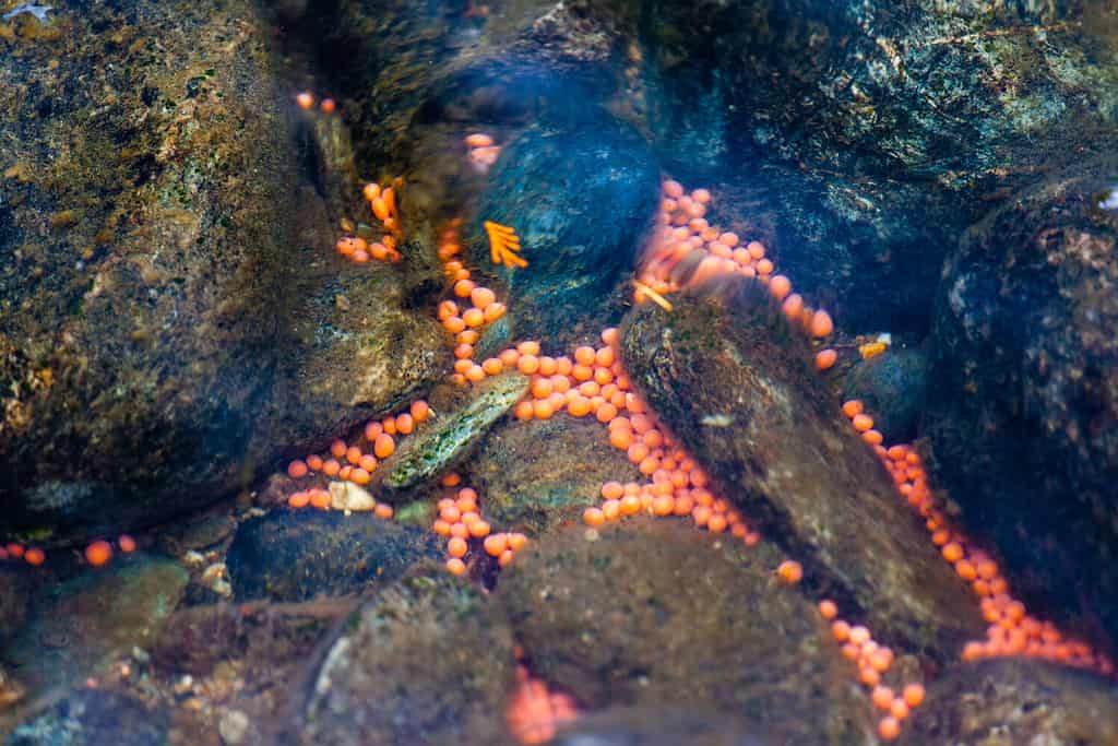 Pink salmon eggs left among the rocks in the Adams River, British Columbia, testify to the spawning Pacific sockeye salmon that returned in an event known as the Salmon Run.