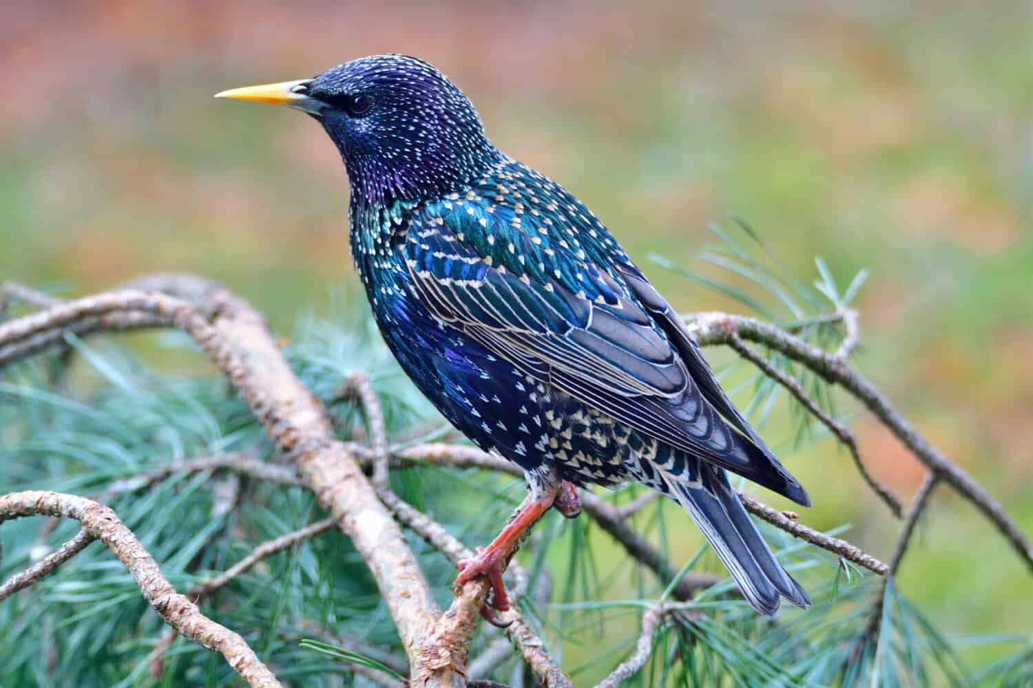 Common starling (Sturnus vulgaris), also known as the European starling,